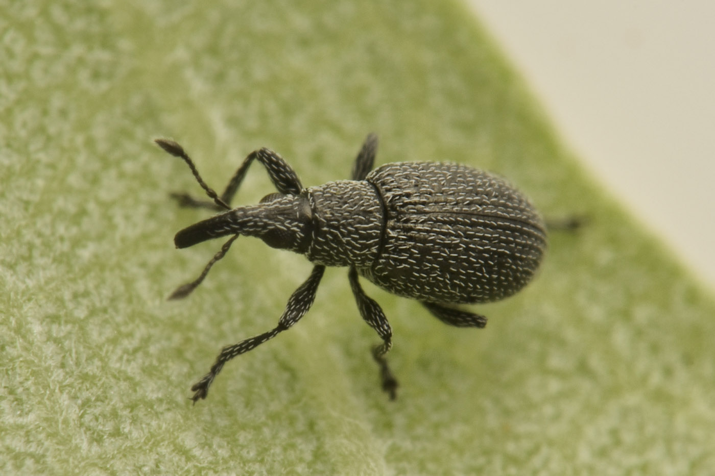 Apionidae: Pseudoperapion sp?